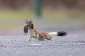 Stoat and Orkney Vole