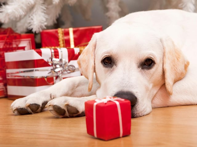 Many dog owners will want to spoil their dogs on Christmas day but beware of getting gifts for your dog that could be harmful. Avoid the festively coloured rawhide chews on sale in shops at this time of year as they can be a choking hazard for dogs, and some even contain chemicals that can be dangerous for dogs. When picking toys and balls for your dog, make sure they are appropriate in size so they can’t be swallowed, and remove any broken toys before they become a hazard.