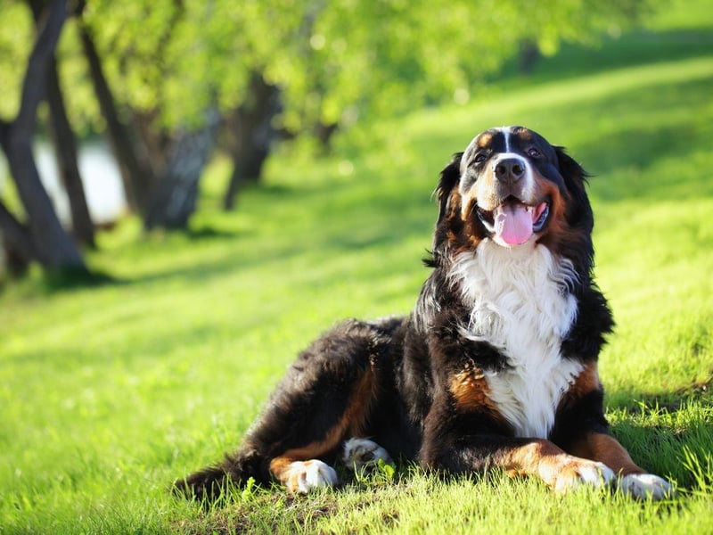 Another gentle giant with a great dental health regime is the Bernese Mountain Dog. A quick check-up every year should be enough to ensure they never need the doggy dentist.