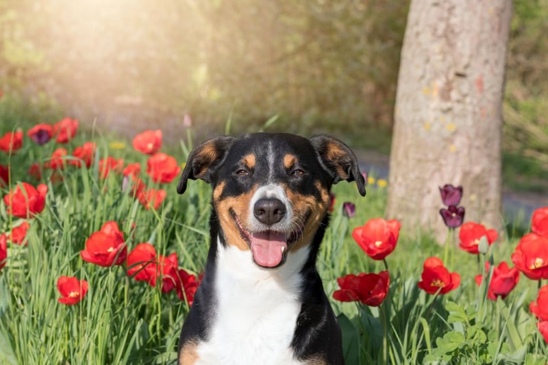 Red and irritated skin can be a red flag for an allergic reaction, caused by either your dog’s diet, their surrounding environment or by parasites. It can be painful, itchy and uncomfortable, which will often prompt dogs to scratch, lick and chew themselves. If your dog has inflamed, red skin contact your vet. They will identify and treat the skin rash.