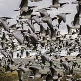 Every year around 30,000 barnacle geese fly in from the Arctic to spend winter on the mudflats of the Solway Firth, presenting an arresting spectacle for wildife-watchers. Picture: Alex Hillier