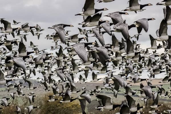 Every year around 30,000 barnacle geese fly in from the Arctic to spend winter on the mudflats of the Solway Firth, presenting an arresting spectacle for wildife-watchers. Picture: Alex Hillier
