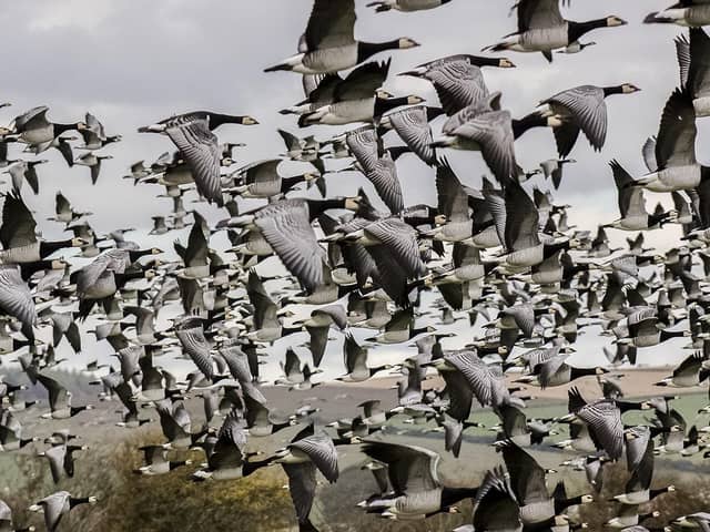 Every year around 30,000 barnacle geese fly in from the Arctic to spend winter on the mudflats of the Solway Firth, presenting an arresting spectacle for wildife-watchers. Picture: Alex Hillier