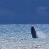 The whale certainly put on a show for the watchers. Picture: Allan Brown