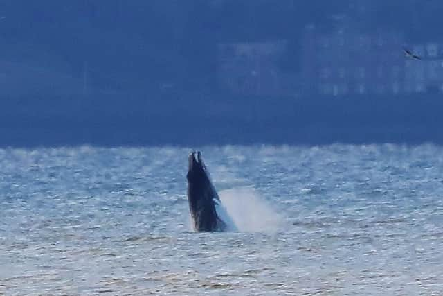 The whale certainly put on a show for the watchers. Picture: Allan Brown