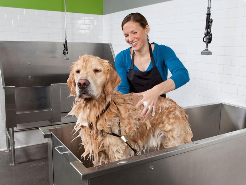 Dog shampoo isn’t always vital, you can obpt for tearless shampoos. These are usually sulfate and paraben free, making them the perfect tear-free formula to wash your dog with.