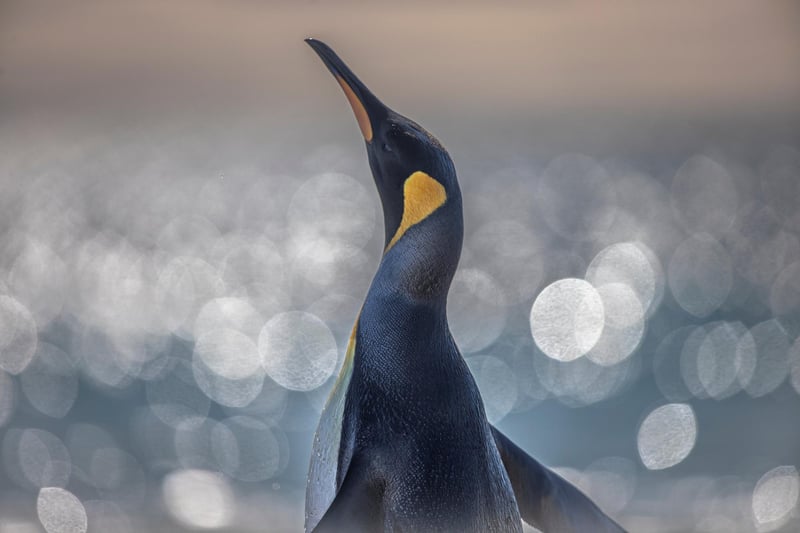 The king penguin is the second largest species of penguin, smaller, but somewhat similar in appearance to the emperor penguin.