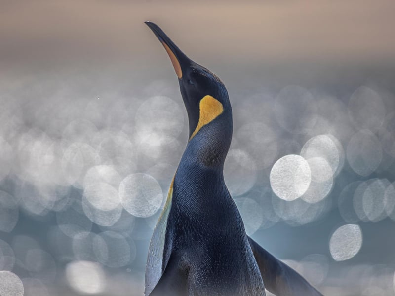 The king penguin is the second largest species of penguin, smaller, but somewhat similar in appearance to the emperor penguin.