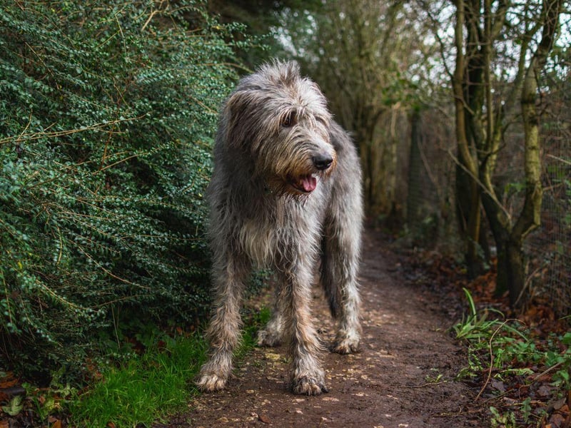 They may cost around £2,500 but you certainly get plenty of dog for your dollar - the Irish Wolfhound is one of the world's biggest pooches.