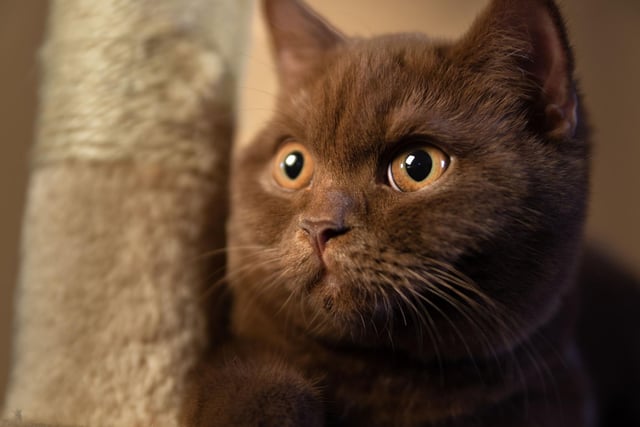 Often seen having a snooze, the British shorthair enjoys its lounge time. Friendly and affectionate, their thick, soft fur and adorable eyes make them a favourite of many households.