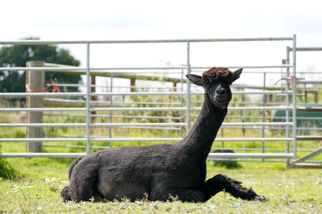 Geronimo the alpaca at Shepherds Close Farm in Wooton Under Edge, Gloucestershire. A court is due to decide whether Geornimo can be granted a stay of execution from his destruction in order for further evidence to be produced (Jacob King).