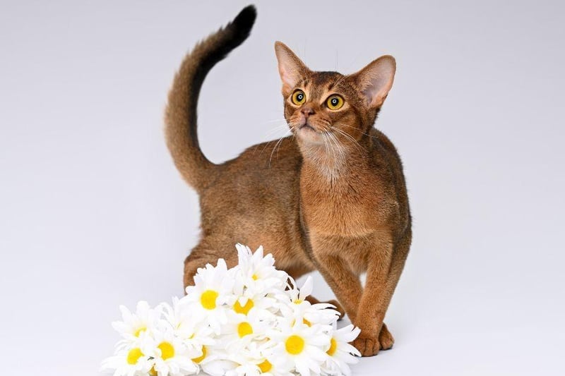 Abyssinian are one of the most playful breeds of cat on the globe and one of the sociable.