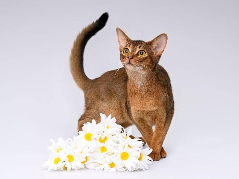 Abyssinian are one of the most playful breeds of cat on the globe and one of the sociable.
