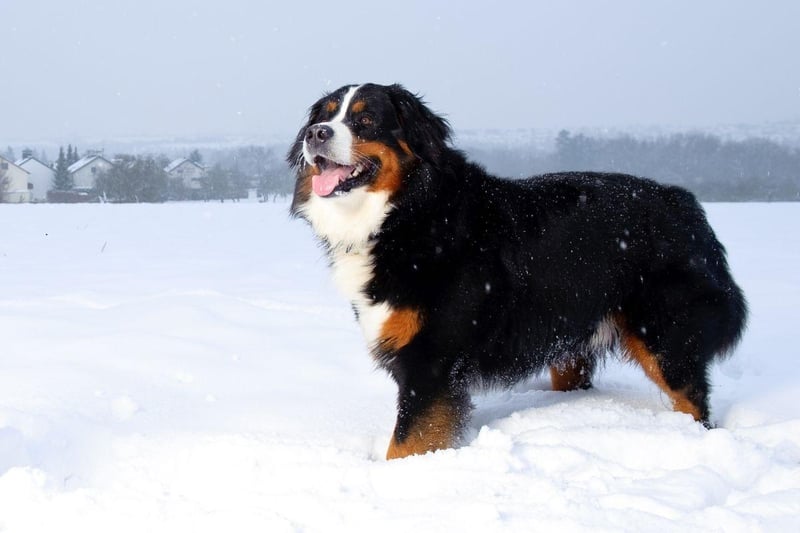Taking its name from the Berne area of Switzerland, where it was bred to pull carts, the Bernese Mountain Dog is a real gentle giant, weighing around 50kg.