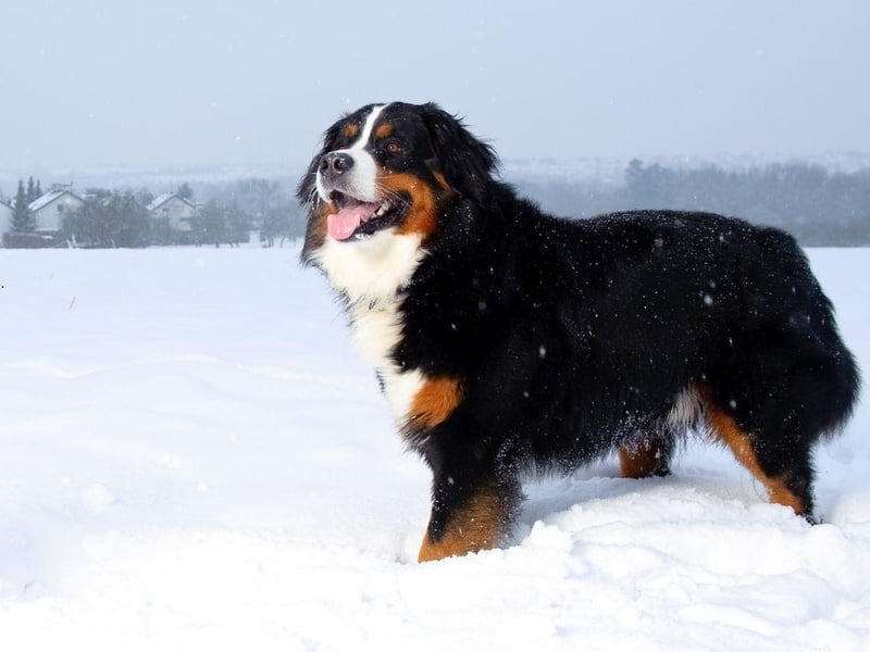 Taking its name from the Berne area of Switzerland, where it was bred to pull carts, the Bernese Mountain Dog is a real gentle giant, weighing around 50kg.