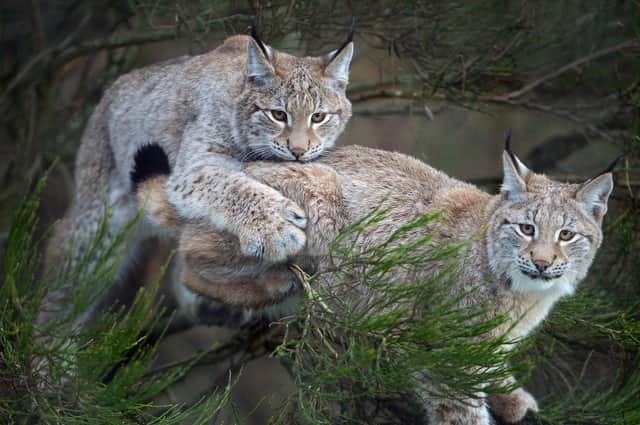 Lynx cubs play in a bush in their enclosure at the Highland Wildlife Park at Kincraig, Scotland (Picture: Jeff J Mitchell/Getty Images)