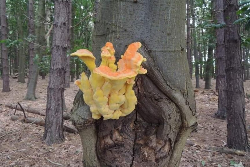 A large mushroom growing in Branton Woods. By Sarah Blackham.