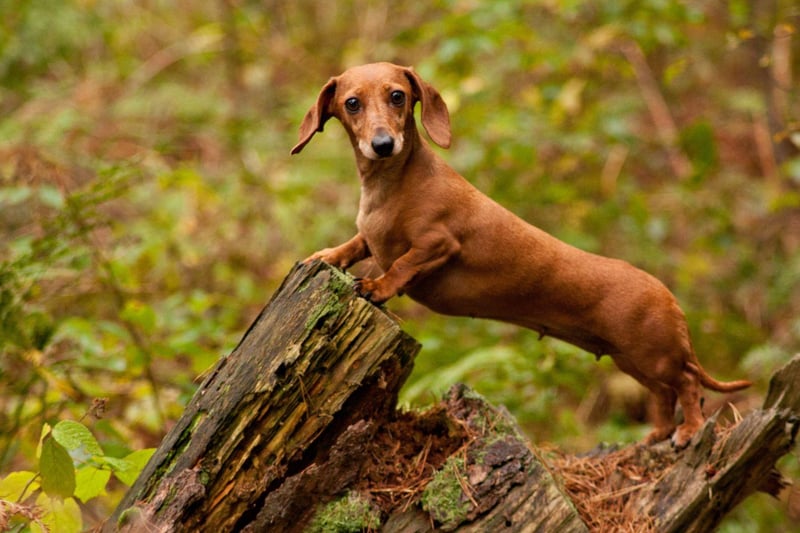 The most popular sausage dog name is Rollo. It means 'wolf' in old Norse, as well as being the name of a popular chocolate and caramel sweet.