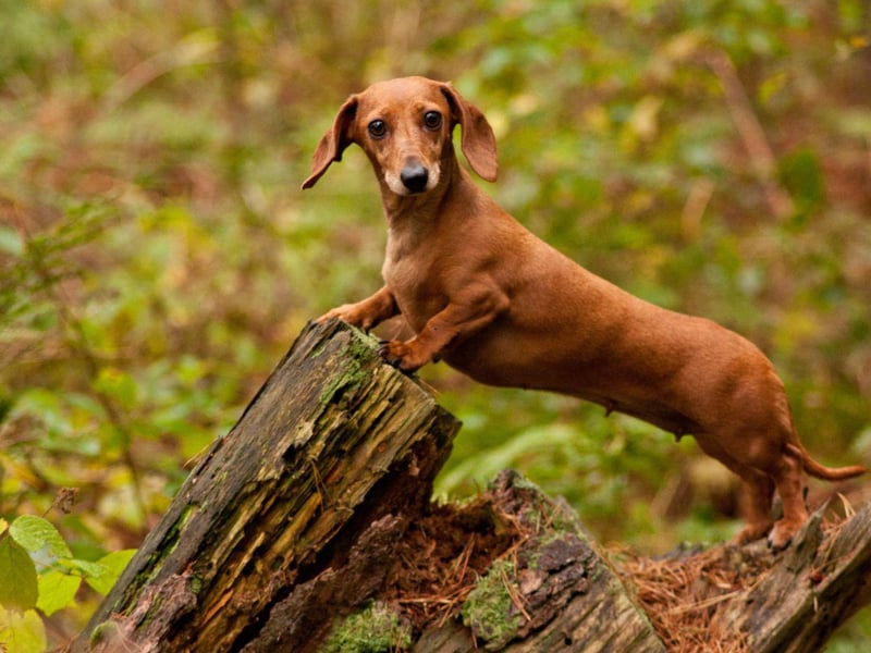 The most popular sausage dog name is Rollo. It means 'wolf' in old Norse, as well as being the name of a popular chocolate and caramel sweet.