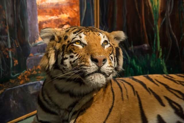 Rani the Bengal tiger is a popular display at the Zoology Museum.