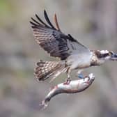 The osprey swooped in to grab a trout.