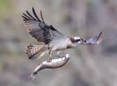 The osprey swooped in to grab a trout.