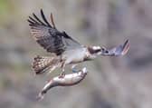 The osprey swooped in to grab a trout.