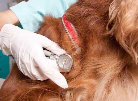 Certain breeds of dog will inevitably become more familiar with the veterinary surgery than others over their lifetime.