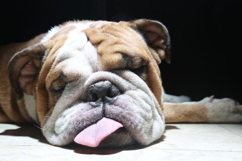 The Bulldog may have a bite force of 210 psi, but their friendly and loveable nature means that they have little in the way of aggression.