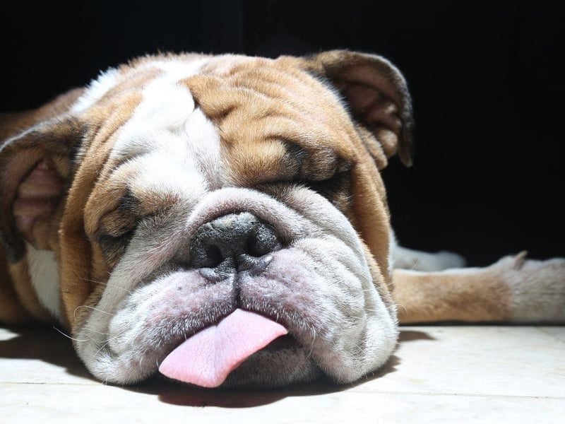 The Bulldog may have a bite force of 210 psi, but their friendly and loveable nature means that they have little in the way of aggression.