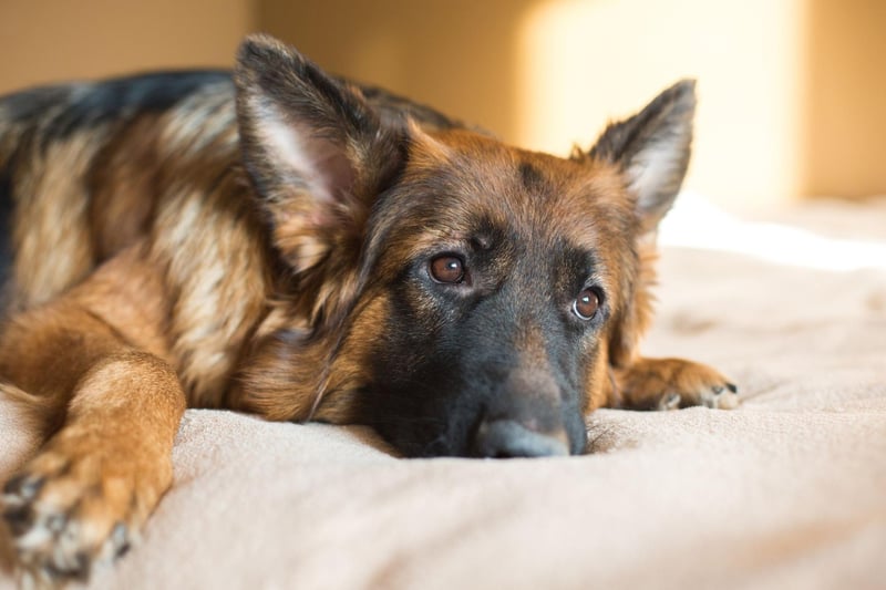 After the World Wars, some Europeans and Americans were wary of all things German and so rechristened their beloved pets as Shepherd Dogs or Alsatian Wolf Dogs. The name was officially changed back by the Kennel Club in 1977 but some people still call them Alsatians today.