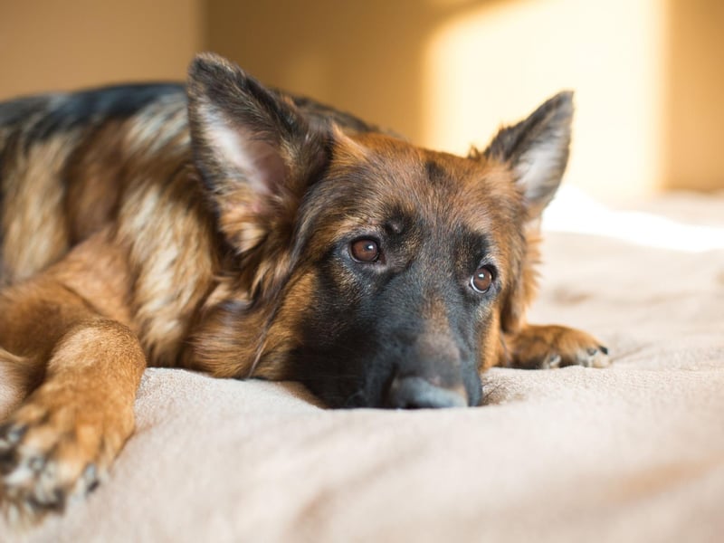 After the World Wars, some Europeans and Americans were wary of all things German and so rechristened their beloved pets as Shepherd Dogs or Alsatian Wolf Dogs. The name was officially changed back by the Kennel Club in 1977 but some people still call them Alsatians today.