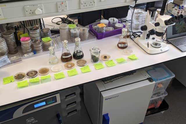Inside the Rhizocore lab, on the outskirt of Edinburgh, where special fungi pellets are tailor-made to boost the survival chances of particular trees and forests