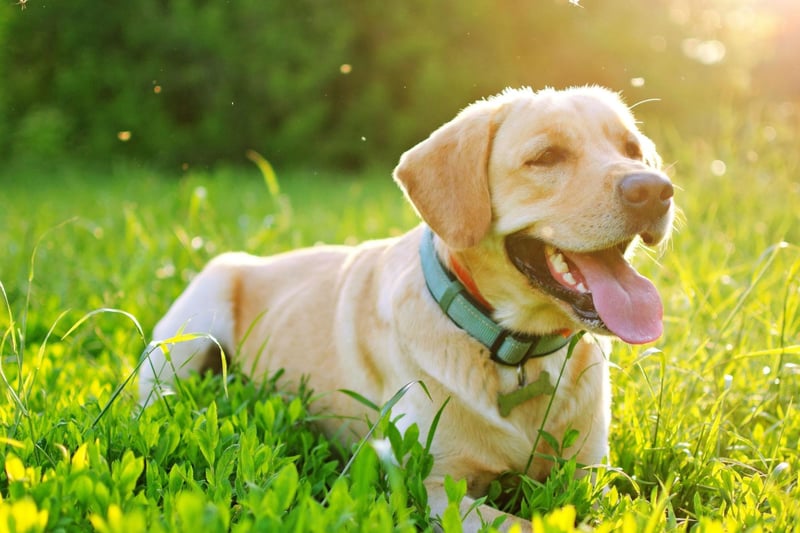 Many first-time Labrador Retriever owners are amazed by how much hair their new pet sheds. The UK's most popular dog breed may have a neat and short coat that requires very little grooming, but they constantly shed all year round, leaving labrador-shaped piles of hair in favourite sleeping spots.