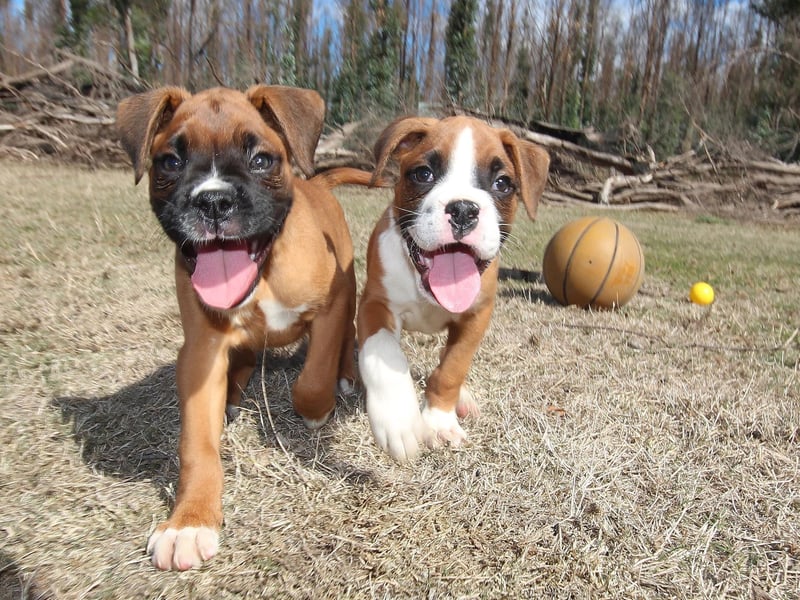 Bred in Germany by crossing a Bulldog with the now-extinct Bullenbeisser in the 19th century, the Boxer had 4,649 UK registrations last year.