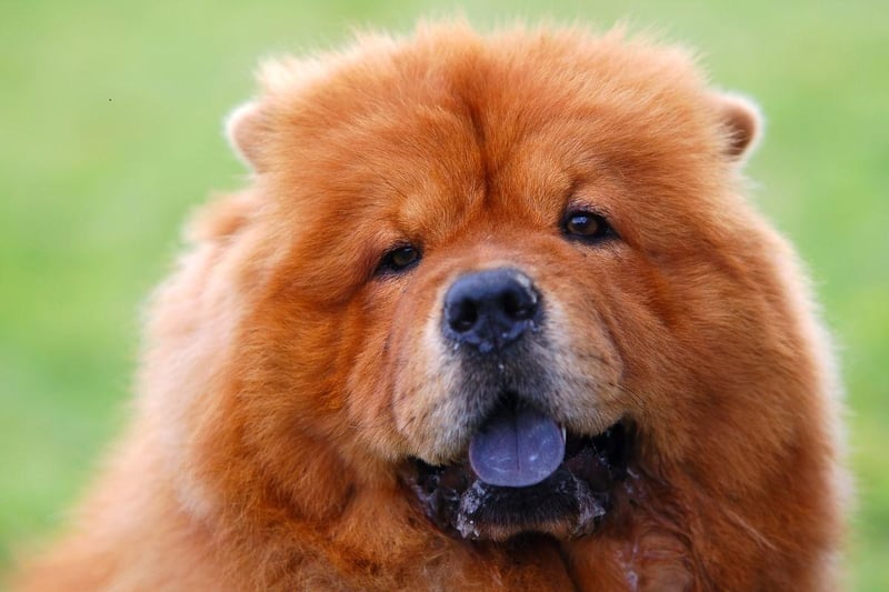 The Chow Chow may not have a bite as powerful as the lions they resemble, but at 220 psi they are still one of the strongest in the canine world.