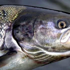 A salmon disease was reported at Loch Duart's Lochmaddy salmon farm in Sutherland (pic: Andrew Milligan)