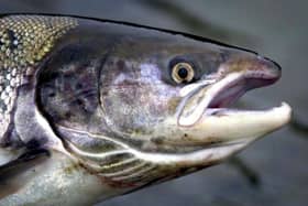 A salmon disease was reported at Loch Duart's Lochmaddy salmon farm in Sutherland (pic: Andrew Milligan)