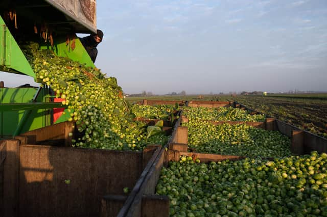 Sprout yield is up by 20% on 2019 and that they will be up to 50% bigger than usual.