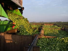 Sprout yield is up by 20% on 2019 and that they will be up to 50% bigger than usual.