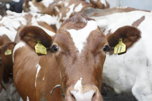 The cows on Mossgiel farm are known as the Mossgiel girls - a nod to Robert Burns' ode to the Mauchline lasses or poem 'The Belles of Mauchline'