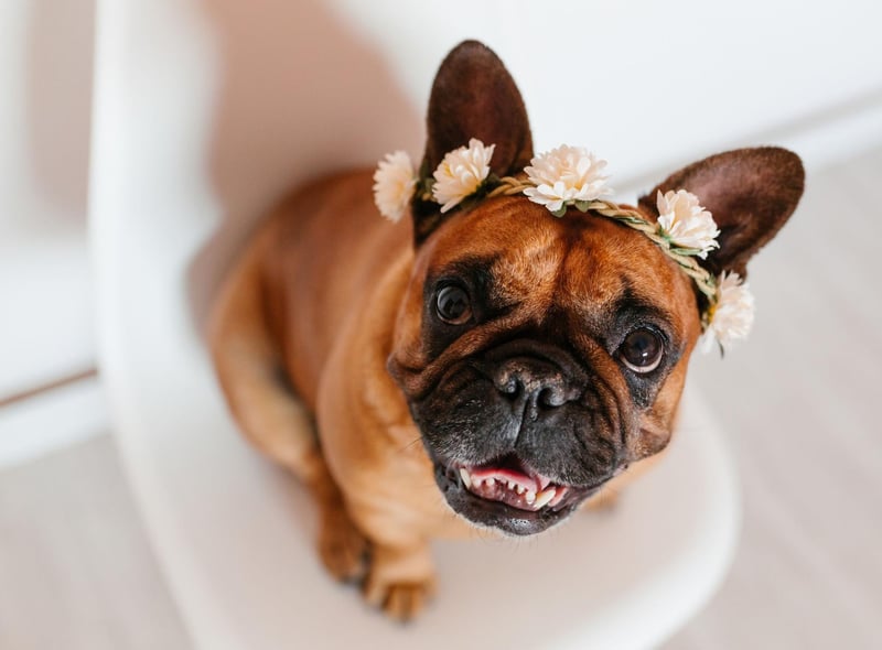There's no doubting the top dog when it comes to increasing popularity. There were only 185 French Bulldogs registered in Britain in 1997 and now there are over 40,000 - an amazing increase of 21,125 per cent.