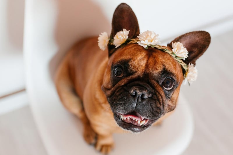 There's no doubting the top dog when it comes to increasing popularity. There were only 185 French Bulldogs registered in Britain in 1997 and now there are over 40,000 - an amazing increase of 21,125 per cent.