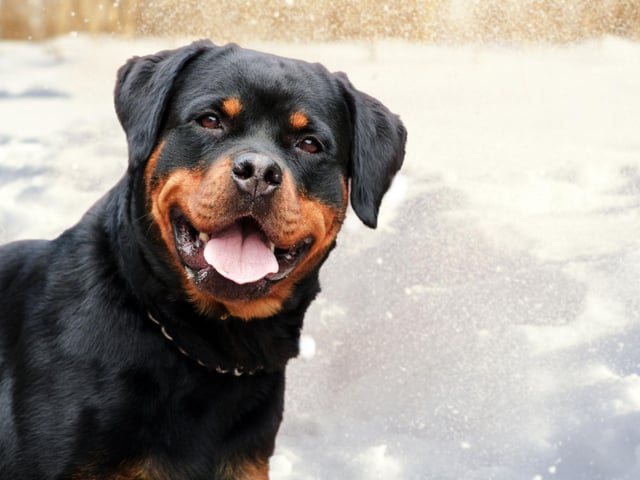 The Rottweiler is particularly popular in the United States, where in the mid-90s it was named as the most registered breed by the American Kennel Club. It has since been overtaken by the Labrador Retriever but remains comfortably in the top 10.