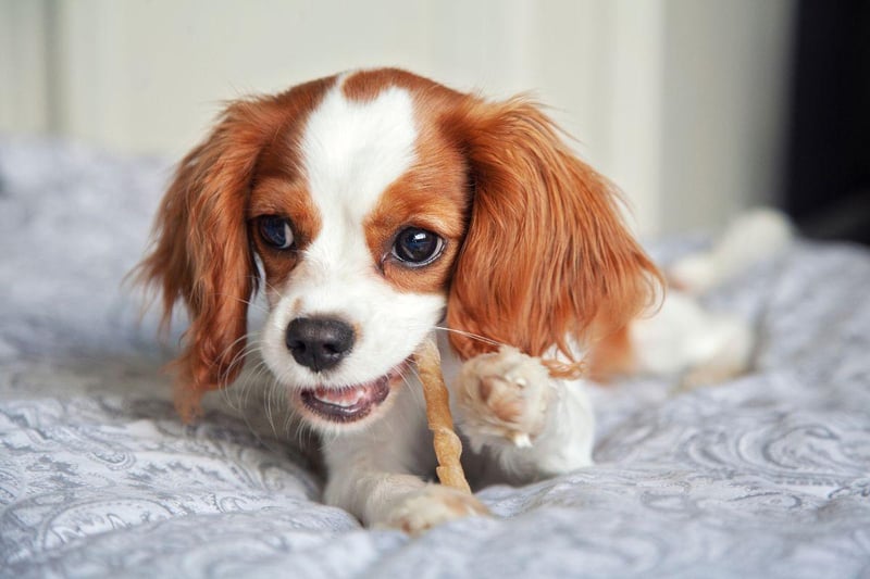First recognised by the UK Kennel Club in 1945, the Cavalier King Charles Spaniel is named after King Charles II who loved his spaniels so much he was rarely seen without them. During the English Civil War his father's supporters were named Cavaliers and Charles took 'Cavalier' as a title after he  was crowned.