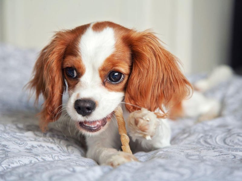 First recognised by the UK Kennel Club in 1945, the Cavalier King Charles Spaniel is named after King Charles II who loved his spaniels so much he was rarely seen without them. During the English Civil War his father's supporters were named Cavaliers and Charles took 'Cavalier' as a title after he  was crowned.