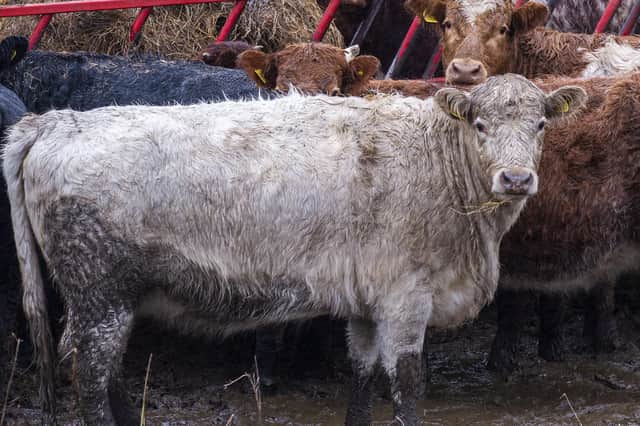 Despite what painters might think, cows don’t drink in streams