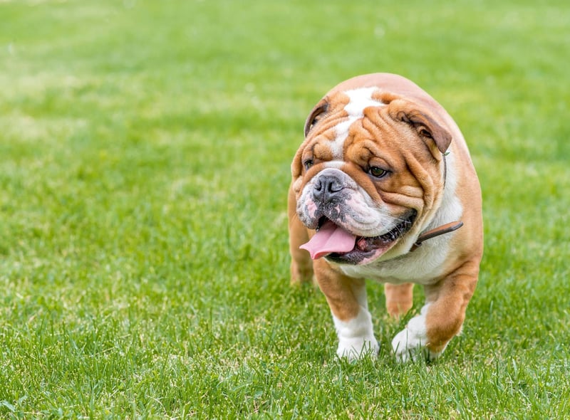 The English Bulldog is the UK's most expensive dog, with puppies selling for an average of £2,995.