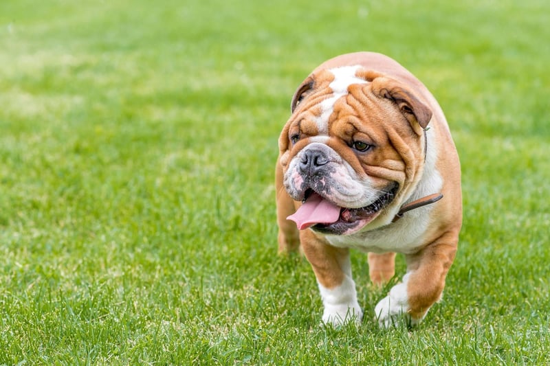 The English Bulldog is the UK's most expensive dog, with puppies selling for an average of £2,995.