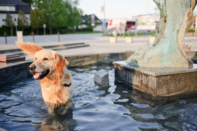 Giving your dog lots of exercise is a brilliant healthy habit to have and, for dogs and dog owners who are often out and about, we recommend buying a collapsible bowl or water bottle-bowl combo to provide access to drinking water wherever you are. To prevent dehydration and overheating when out with your dog on warm days, offer small amounts of water every 15 to 20 minutes.